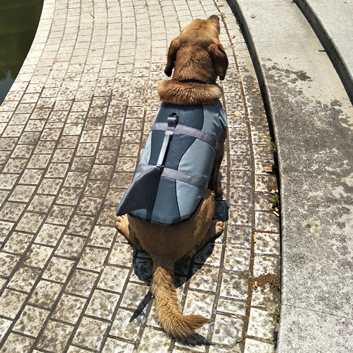 Dog Shark Swimsuit Vest Pet Safety Wear A4155