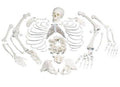 Anatomical Disarticulated Full Human Skeleton Z55056