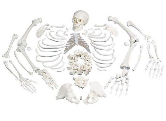 Anatomical Disarticulated Full Human Skeleton Z55056