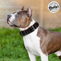 Dog Collar for Large Dogs H74639