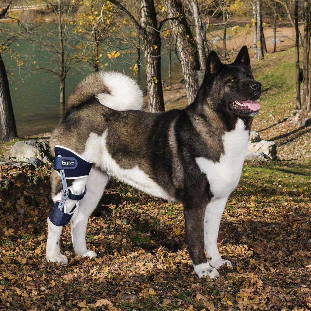 Adjustable Hinged Dog Knee Brace I706