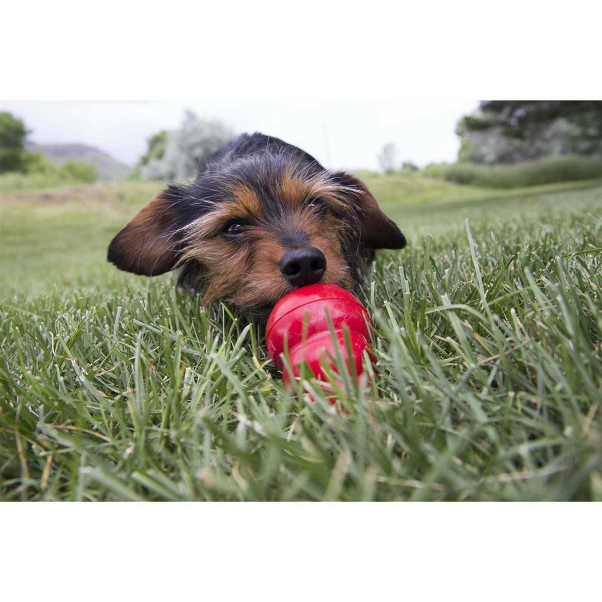 Pet Supplies T489
