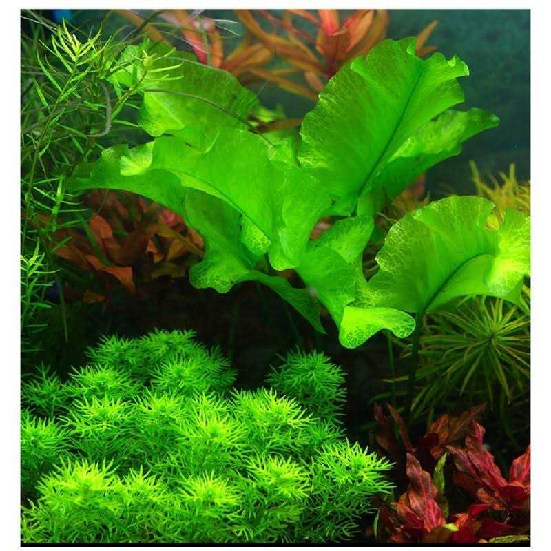 2 LB Freshwater Planted Aquarium Substrate K776146