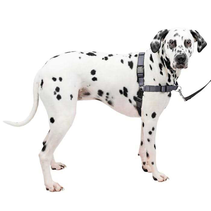 Easy Walk Harness M438