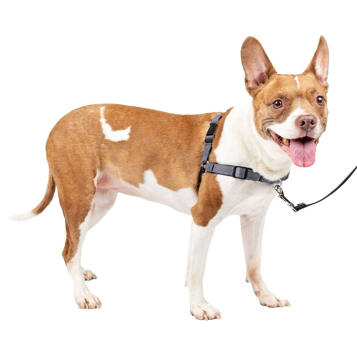 Easy Walk Harness M438