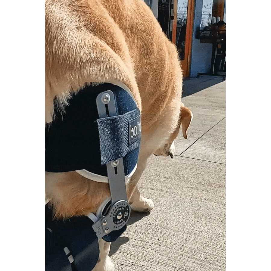 Adjustable Hinged Dog Knee Brace I706