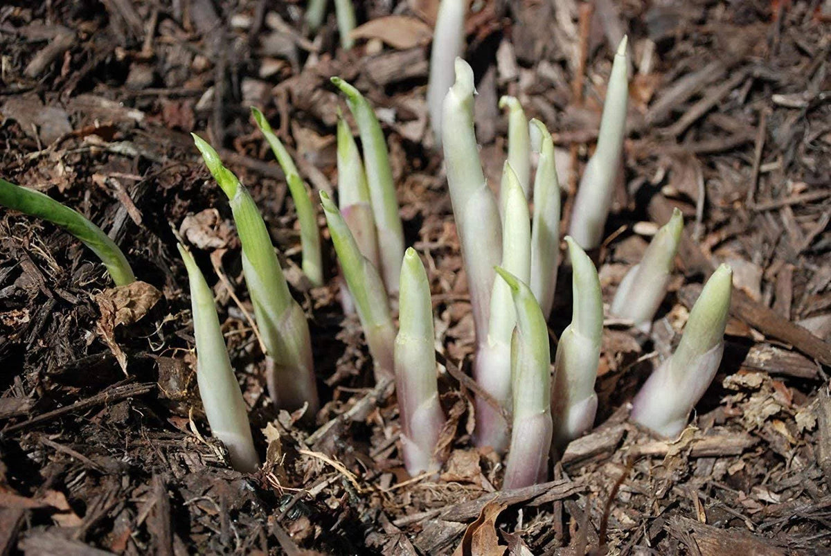 Mixed Hosta Perennials 6 Pack of Bare Roots A72851