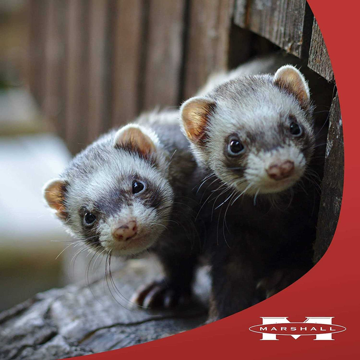 Premium Ferret Treats O131738