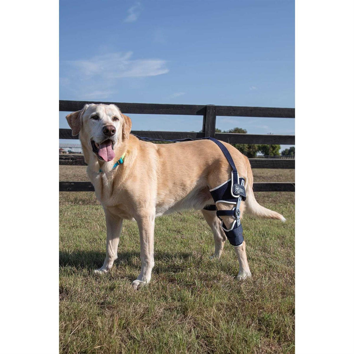 Adjustable Hinged Dog Knee Brace I706