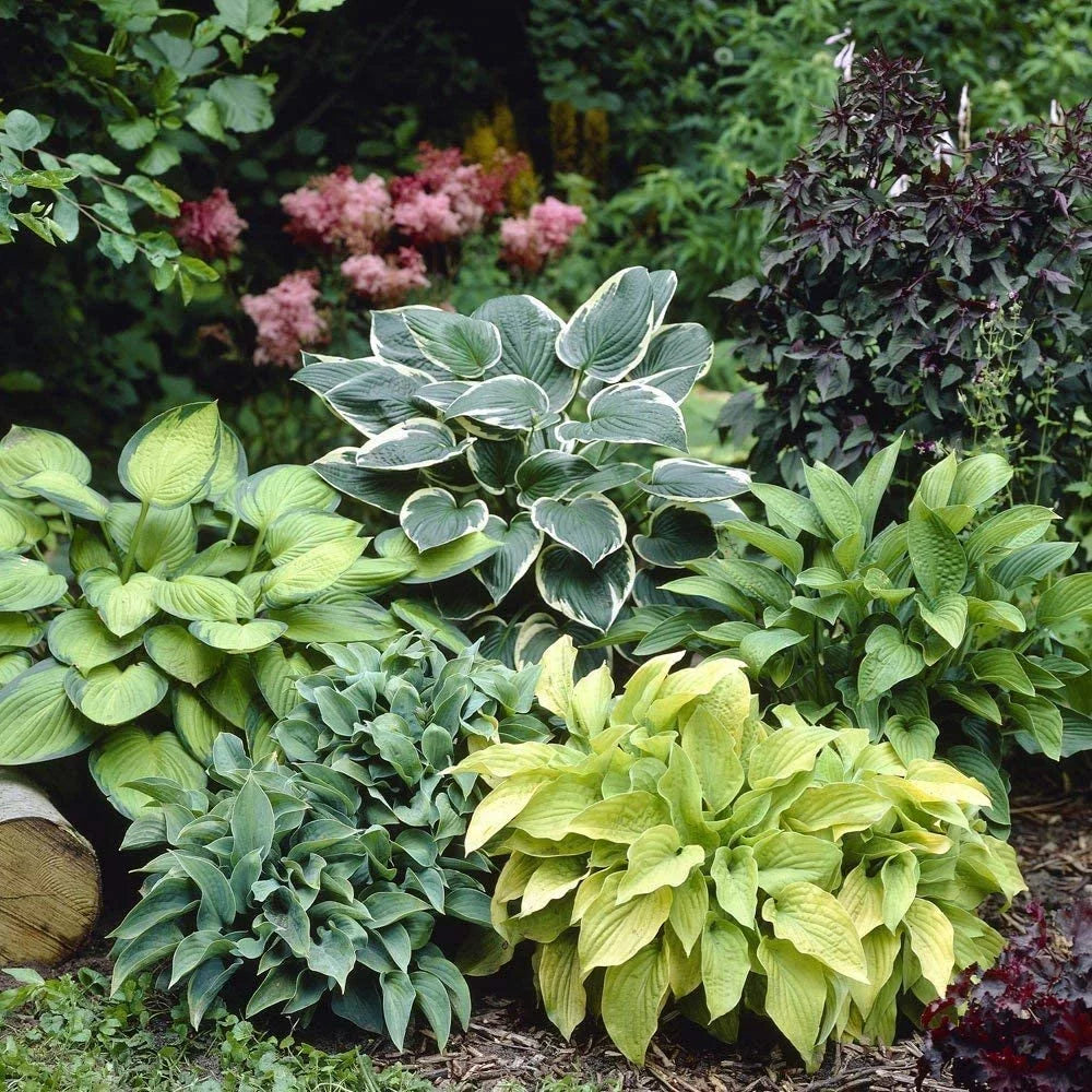 Mixed Hosta Perennials 6 Pack of Bare Roots A72851