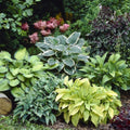 Mixed Hosta Perennials 6 Pack of Bare Roots A72851