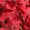 Red Rose Plant Hybrid Tea Rose Bush G387136