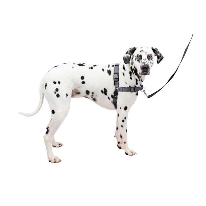 Easy Walk Harness M438