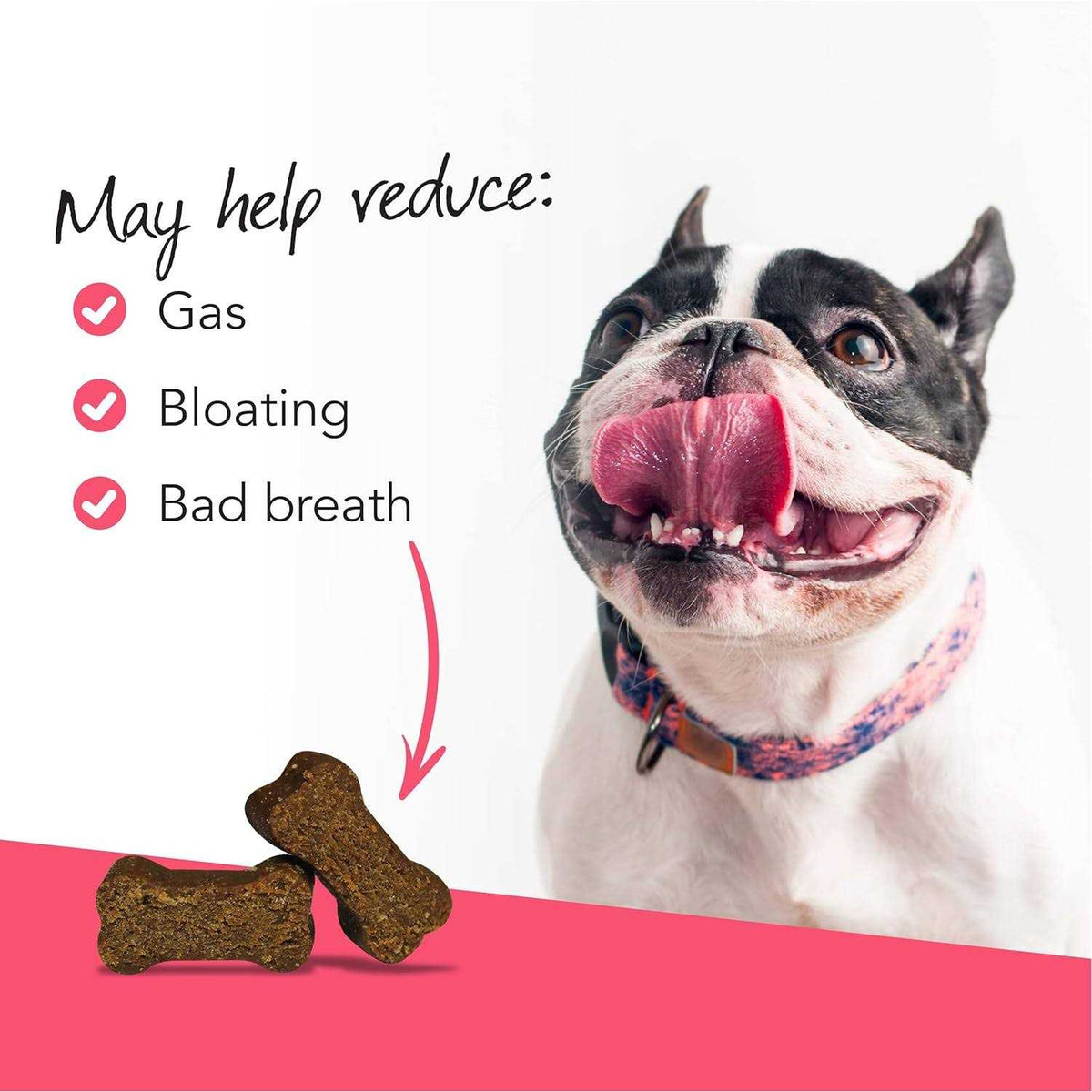 Probiotic Chews for Dogs X31312